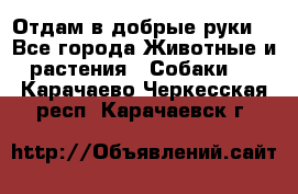 Отдам в добрые руки  - Все города Животные и растения » Собаки   . Карачаево-Черкесская респ.,Карачаевск г.